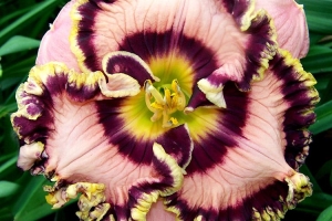 Hemerocallis 'Vegas Jackpot' New 2025